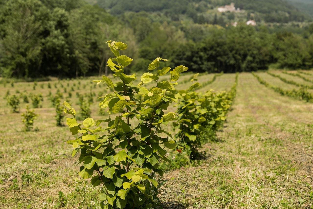 Podere Groppini Fivizzano Eksteriør bilde